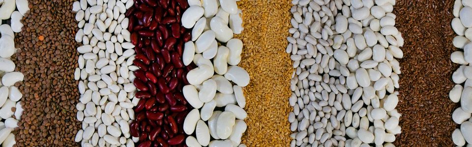 Large white kidney beans “Jas piekny tyczny”